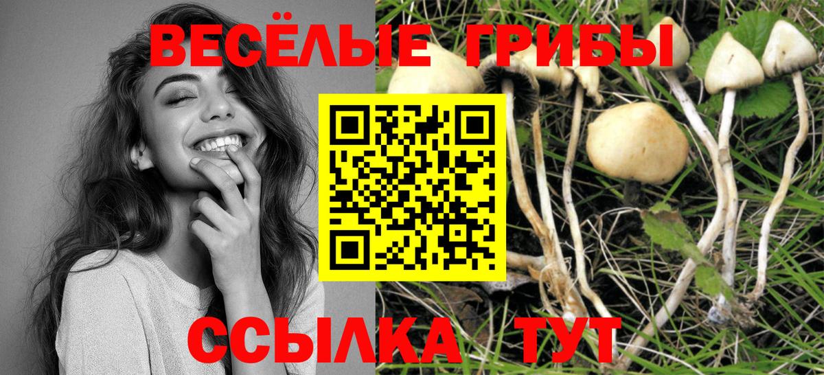 Псилоцибиновые грибы GOLDEN TEACHER Луга